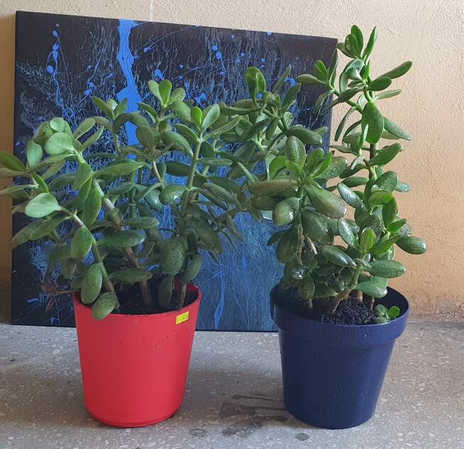 Drzewko szczęścia- grubosz