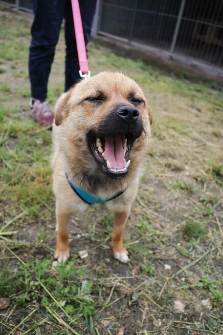 Młoda energiczny sunia szuka PILNIE domku