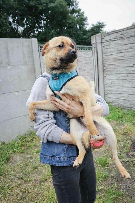 Młoda wesoła proludzka sunia czeka na wymarzony domek