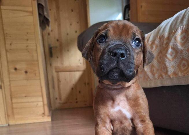 Rhodesian ridgeback