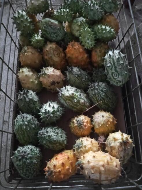 Kiwano, ogórek kolczasty