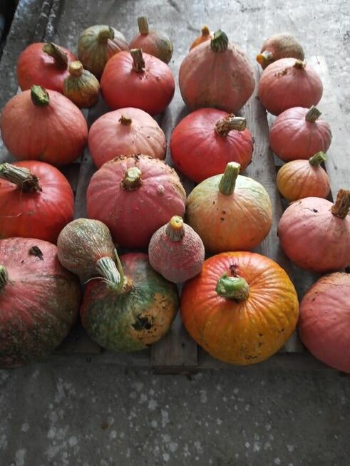 Kiwano, ogórek kolczasty