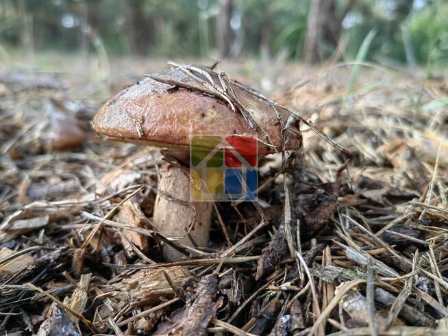 Działka pod zabudowę nad jeziorem Lucieńskim