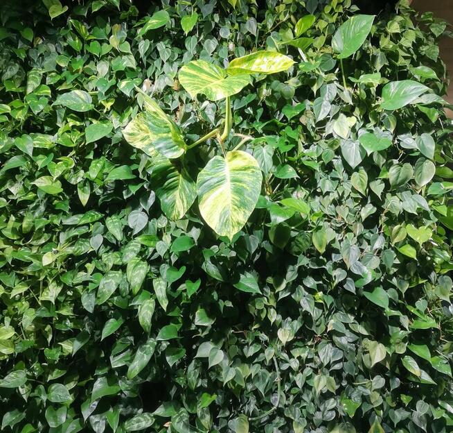 Pielęgnacja roślin Warszawa/ ogrodnik