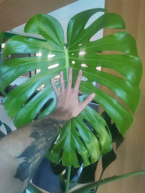 Pielęgnacja roślin Warszawa/ ogrodnik