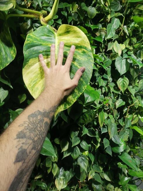 Ogrodnik roślin doniczkowych / Pogotowie roślinne