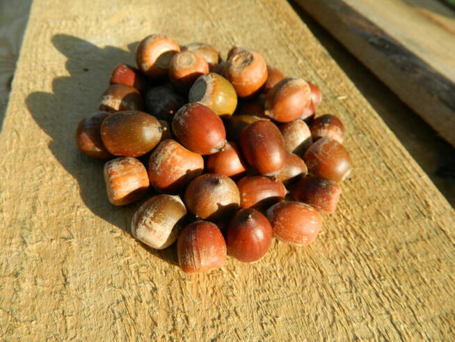 Skup Żołędzi Żołędzie Podlaskie Mazowieckie Lubelskie