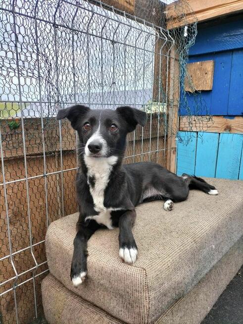 Pchełka - młodziutka, niekonfliktowa sunia!