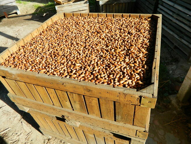 Skup Żołędzi Żołędzie Podlaskie Mazowieckie Lubelskie