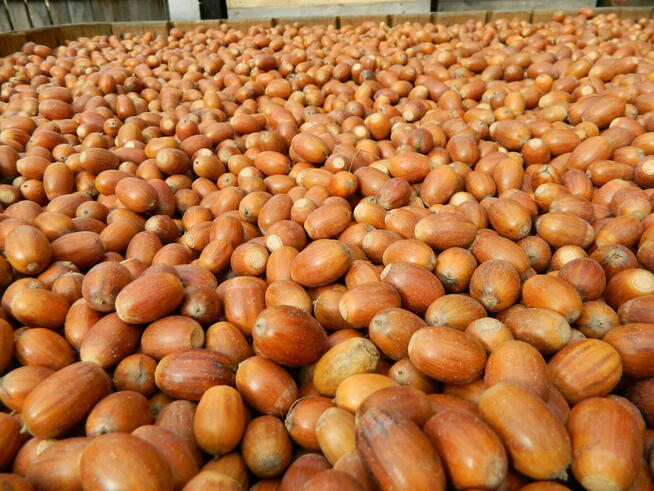 Skup Żołędzi Żołędzie Podlaskie Mazowieckie Lubelskie