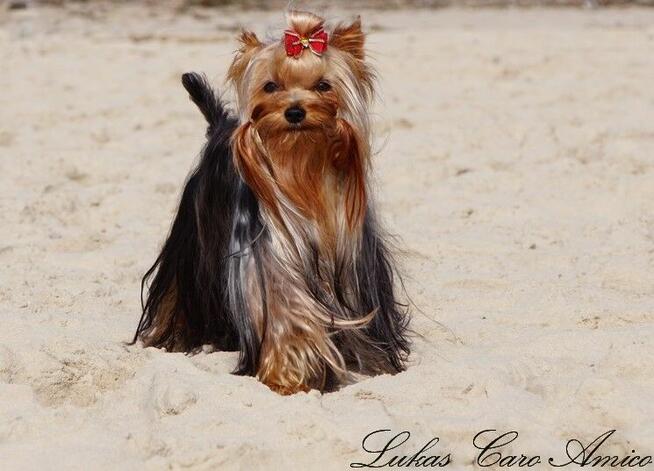 Yorkshire terrier FCI