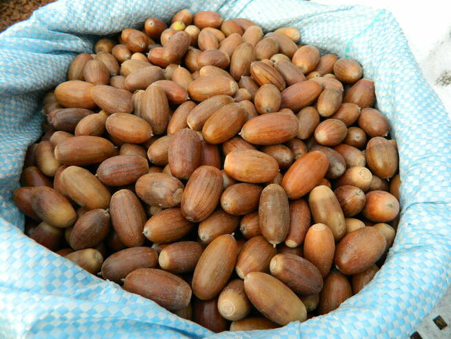 Skup Żołędzi Żołędzie Podlaskie Mazowieckie Lubelskie