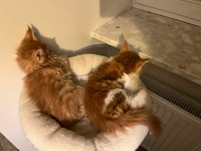 Maine Coon - kocięta