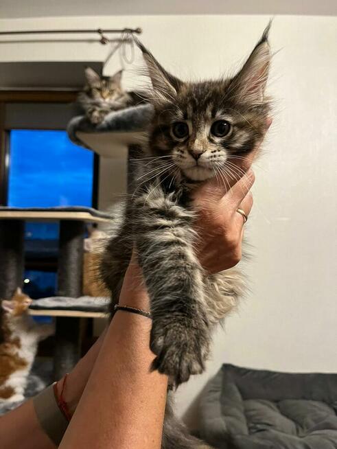 Maine Coon - kocięta