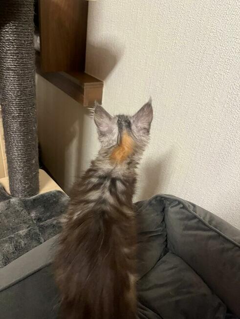 Maine Coon - kocięta