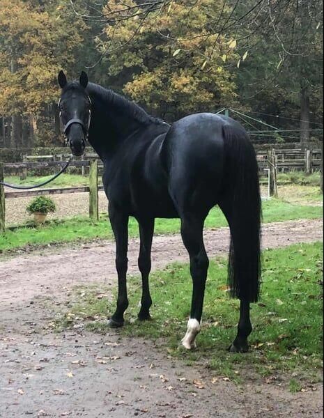 Sprzedam trzy konie pełnej krwi angielskiej