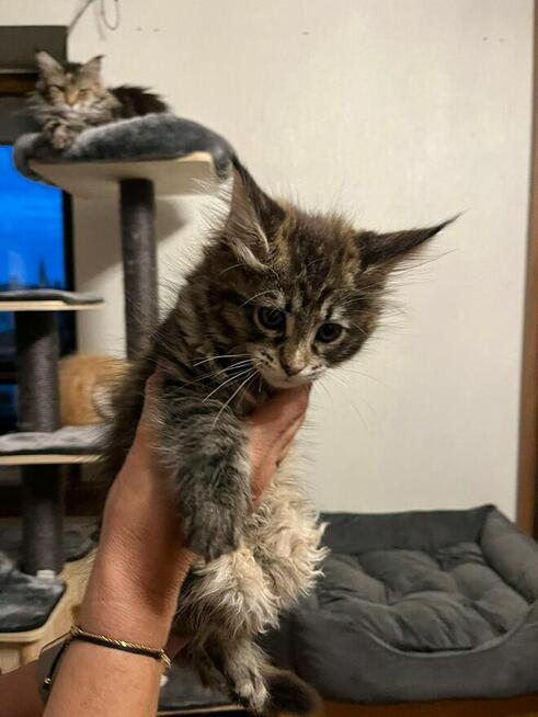 Maine Coon - kocięta
