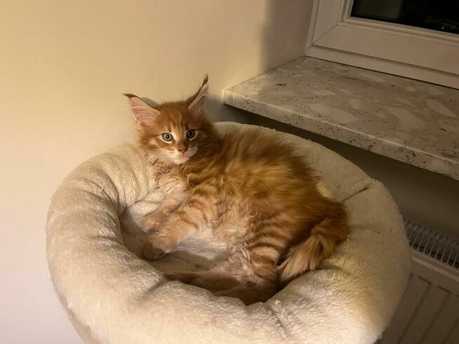 Maine Coon - kocięta