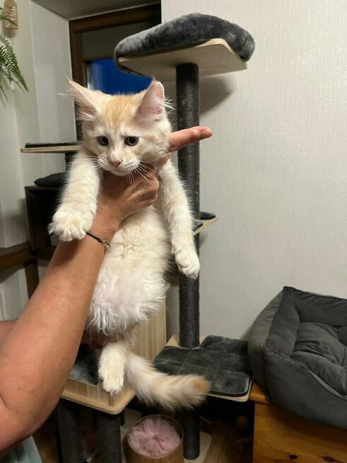 Maine Coon - kocięta