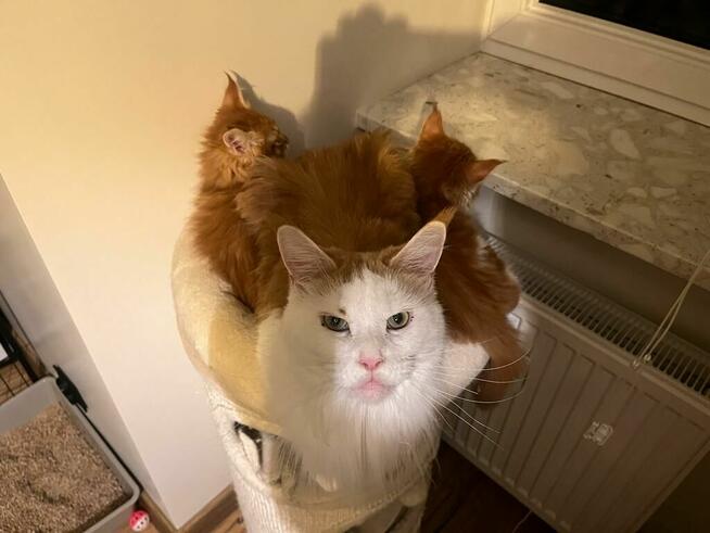 Maine Coon - kocięta