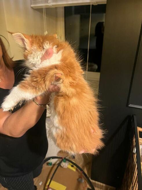 Maine Coon - kocięta