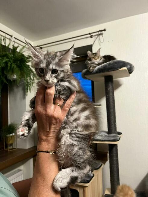 Maine Coon - kocięta