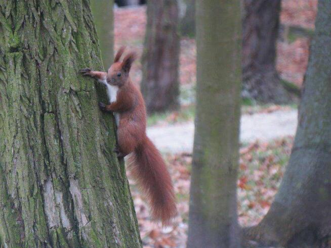 Dz. z pozwoleniem na bud. (las) Kieźliny k/Olsztyna
