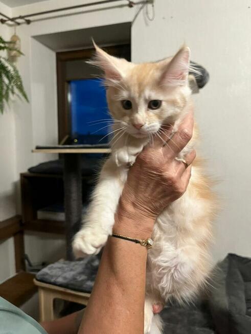 Maine Coon - kocięta