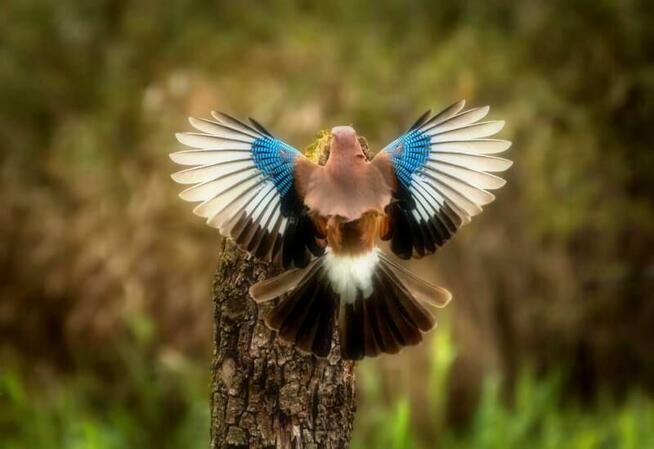 Dz. z pozwoleniem na bud. (las) Kieźliny k/Olsztyna