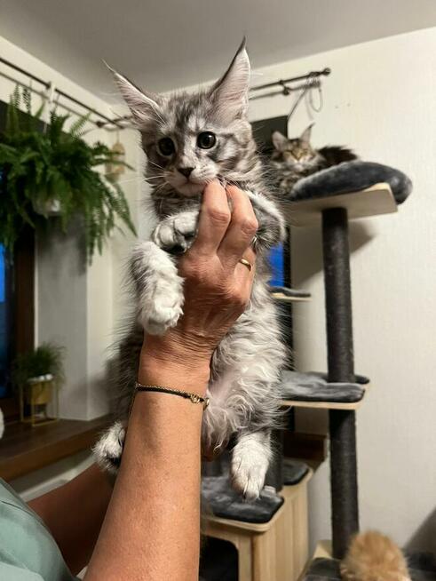 Maine Coon - kocięta