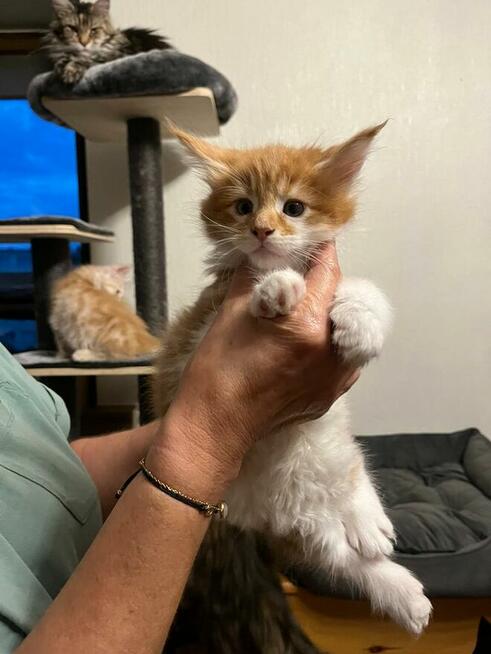 Maine Coon - kocięta