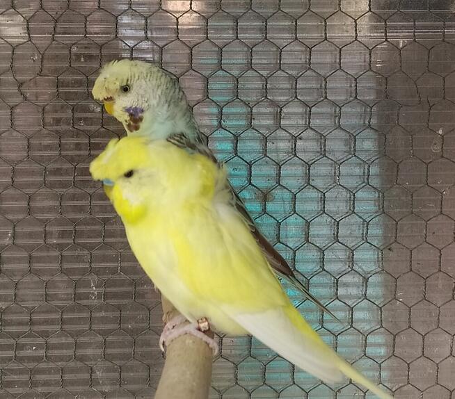 Papugi zeberki kanarki ryżowce