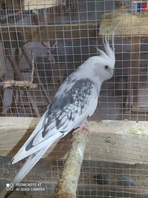 Papugi zeberki kanarki ryżowce