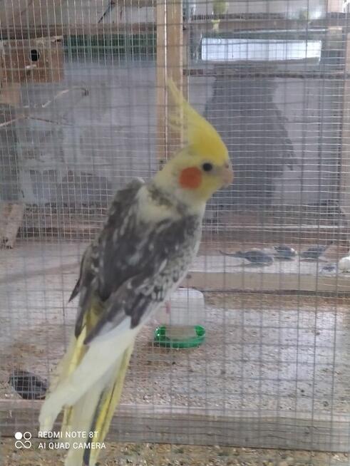 Papugi zeberki kanarki ryżowce