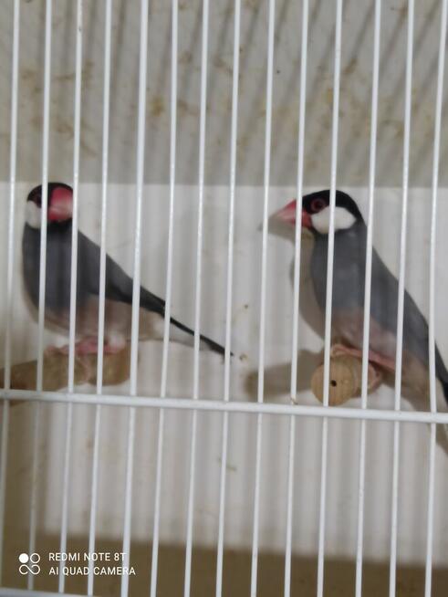 Papugi zeberki kanarki ryżowce