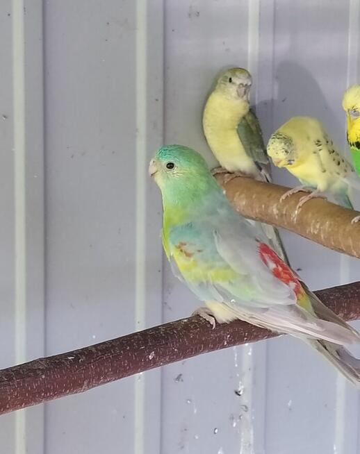 Papugi zeberki kanarki ryżowce