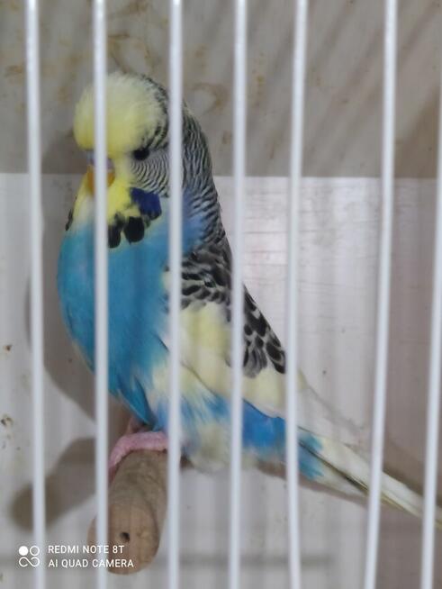 Papugi zeberki kanarki ryżowce