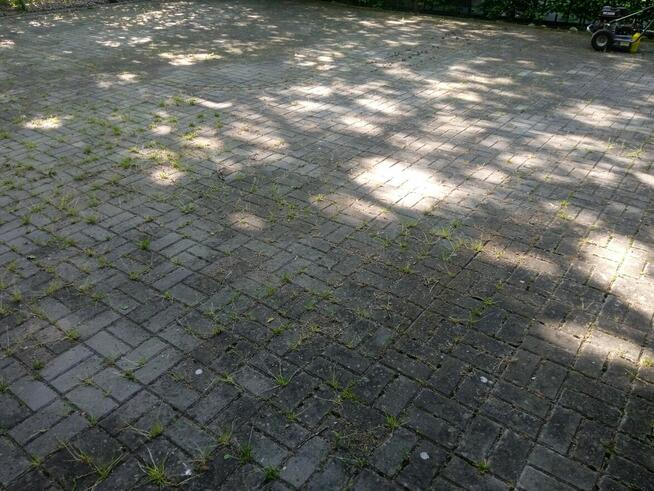 Porządki w ogrodzie-liście, nasadzenia, trawnika, trawników