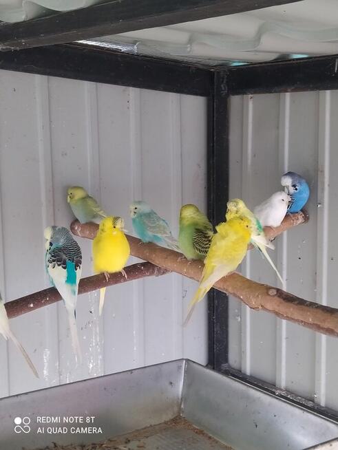 Papugi zeberki kanarki ryżowce