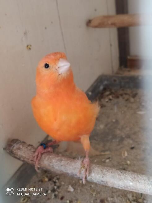 Papugi zeberki kanarki ryżowce