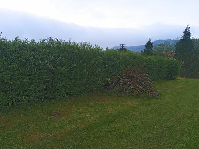 Porządki w ogrodzie-liście, nasadzenia, trawnika, trawników