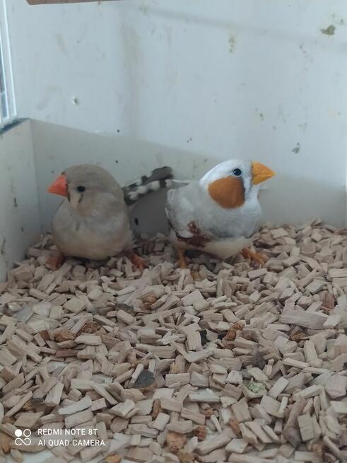 Papugi zeberki kanarki ryżowce