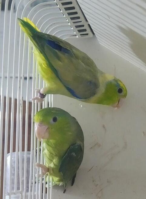 Papugi zeberki kanarki ryżowce