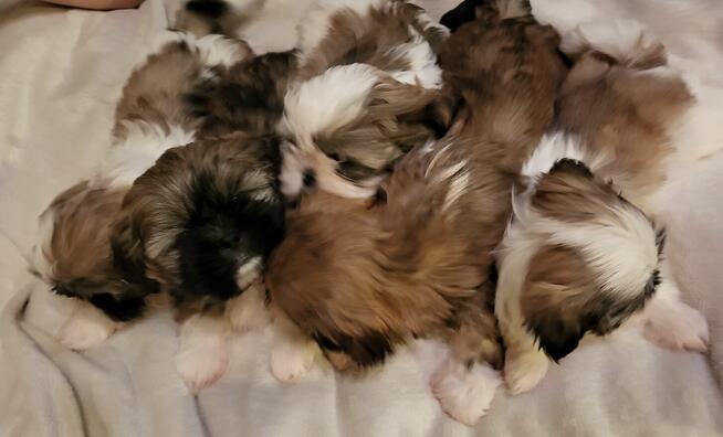 Shih tzu mini sliczne