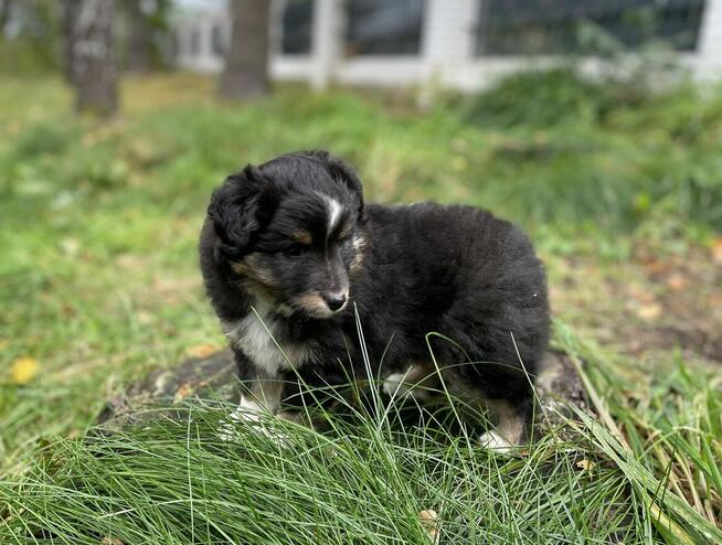 Owczarek szetlandzki, sheltie, shetland sheepdog