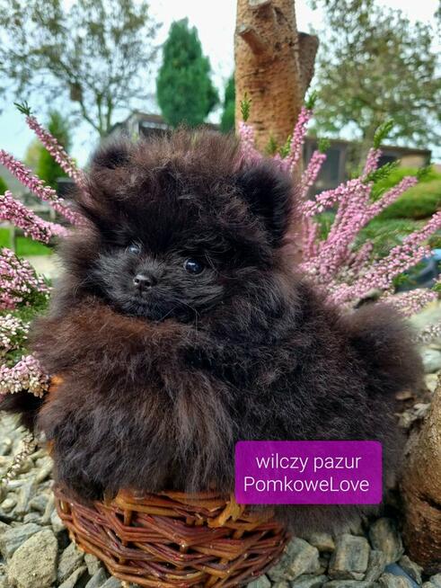 Pomeranian szpic miniaturowy BLACK