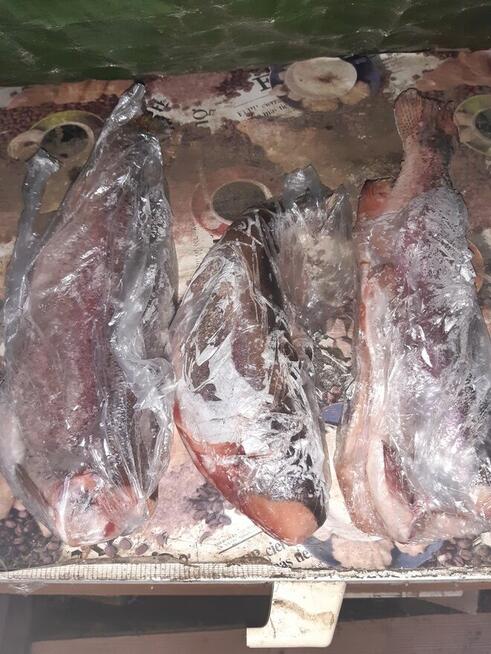 Sprzedam ryby pstragi