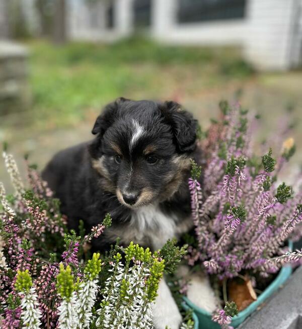 Owczarek szetlandzki, sheltie, shetland sheepdog