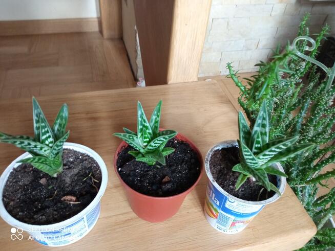 Aloesy kolekcjonerskie i ...