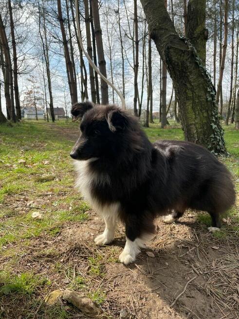 Owczarek szetlandzki, sheltie, shetland sheepdog